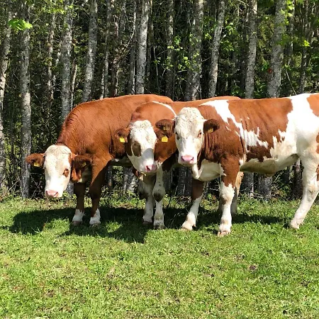 Sonnenschein Rebecca Appartamento *