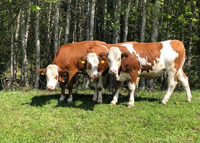 Sonnenschein Rebecca Διαμέρισμα *